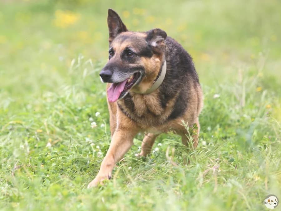 Marquês, male 7yo German Shepherd for adoption at Tiersinfonie Anou e.V.