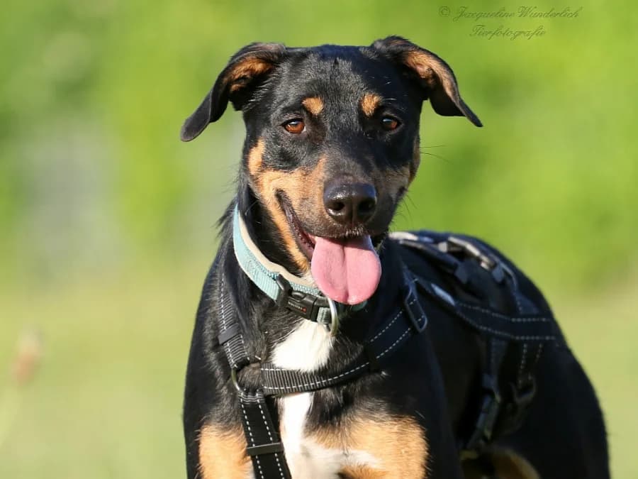 Rock, male 4yo Mixed Breed for adoption at Tiersinfonie Anou e.V.
