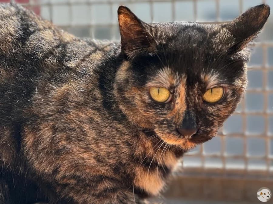 Mia, female 4yo mixed breed for adoption at Tiersinfonie Anou e.V.