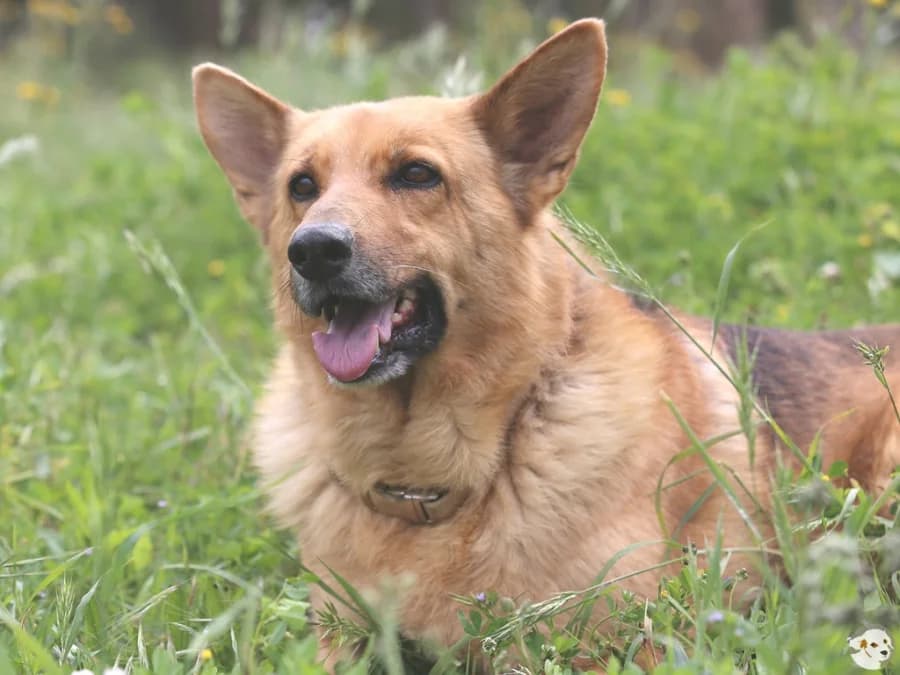 Aurora, female 7yo German Shepherd for adoption at Tiersinfonie Anou e.V.