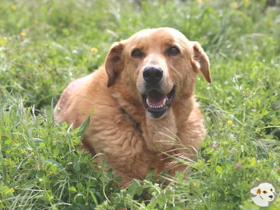 Bob, male 7yo Labrador Retriever for adoption at Tiersinfonie Anou e.V.