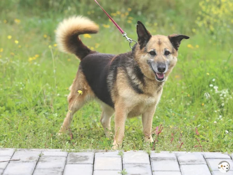 Carlota, female senior German Shepherd for adoption at Tiersinfonie Anou e.V.