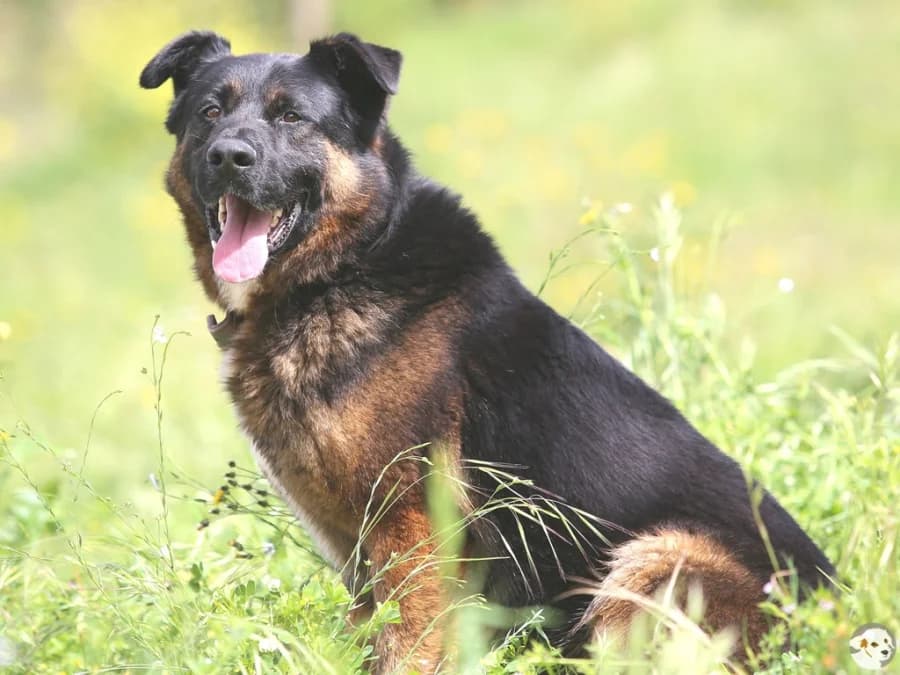 Rocky, male 6yo German Shepherd for adoption at Tiersinfonie Anou e.V.