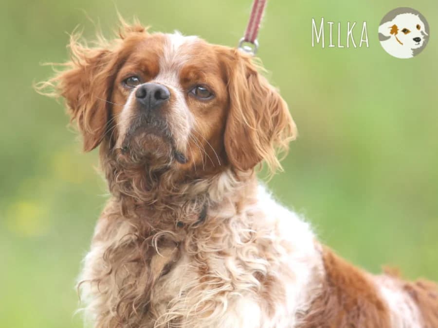 Milka, male 7yo Brittany Spaniel for adoption at Tiersinfonie Anou e.V.