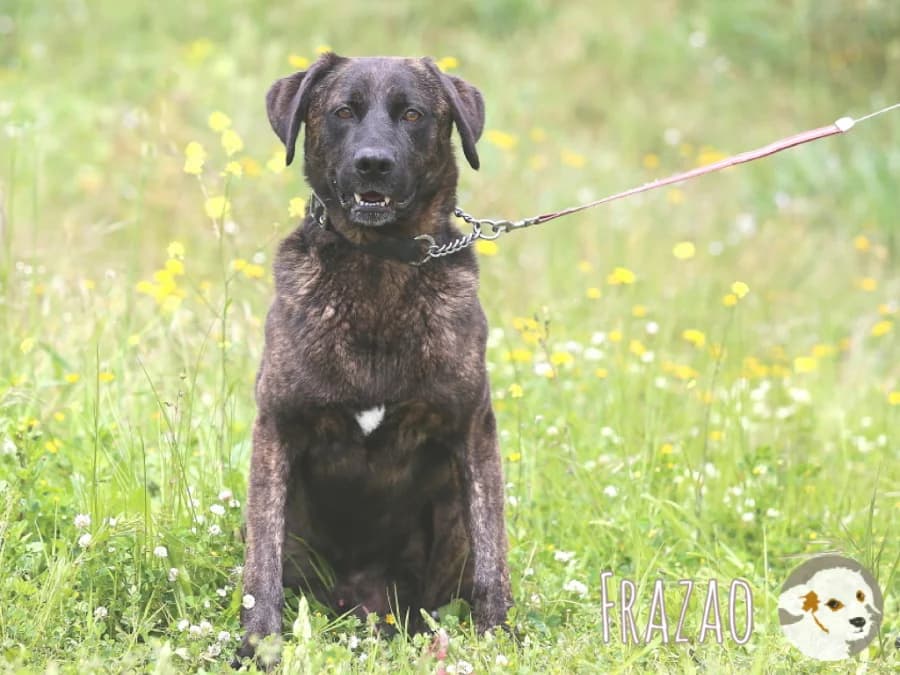 Frazao, male 4yo Mixed Breed for adoption at Tiersinfonie Anou e.V.