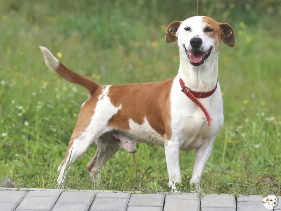 Sky, male 4yo Podenco for adoption at Tiersinfonie Anou e.V.