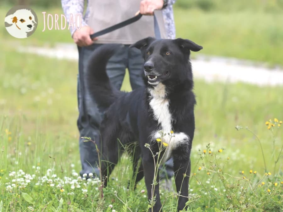Jordao, male 6yo Mixed Breed for adoption at Tiersinfonie Anou e.V.