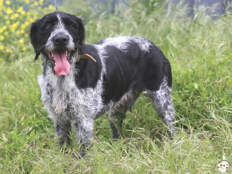 Bo (Boris), male 6yo Mixed Breed for adoption at Tiersinfonie Anou e.V.
