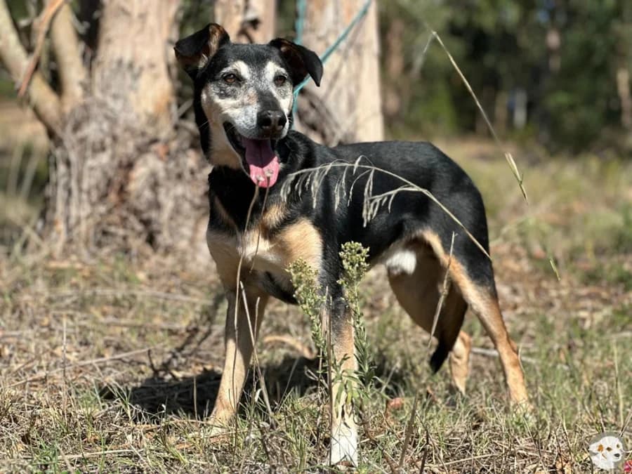 Lello, male 5yo Mixed Breed for adoption at Tiersinfonie Anou e.V.