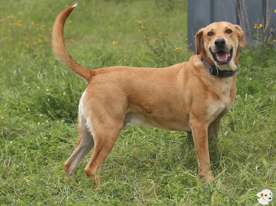 Goucha, male 3yo Labrador Retriever for adoption at Tiersinfonie Anou e.V.