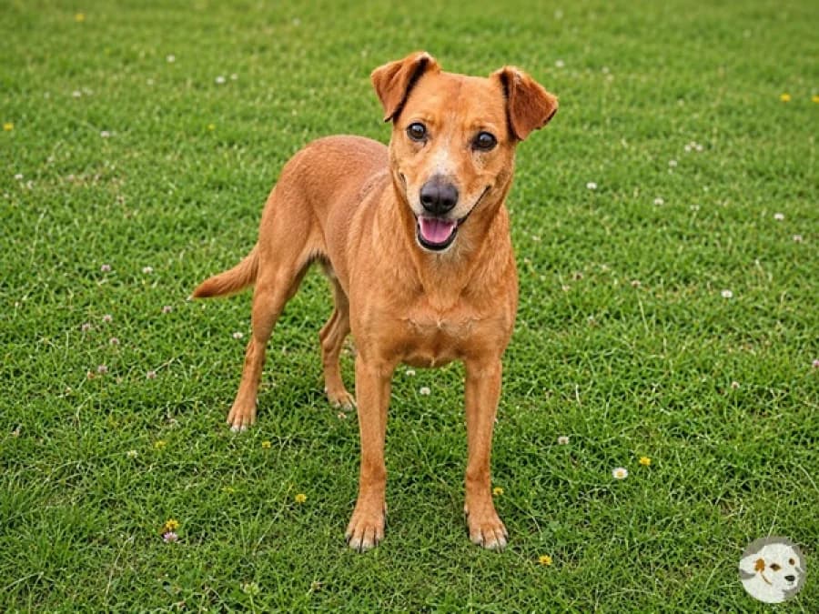 Rebelo, male 6yo mixed breed for adoption at Tiersinfonie Anou e.V.