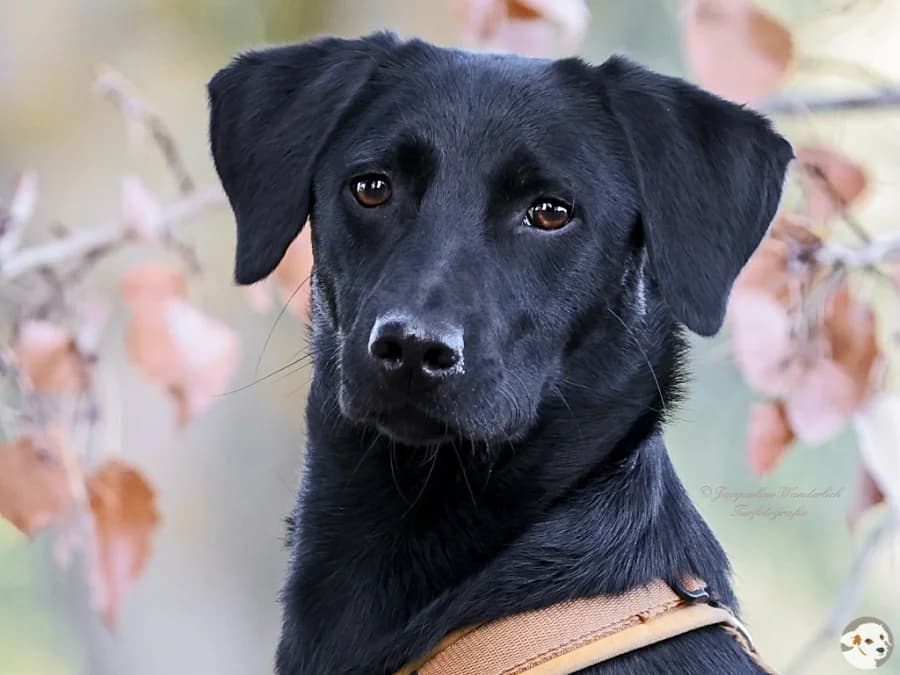 Kaya (Cuca), female young Mixed Breed for adoption at Tiersinfonie Anou e.V.