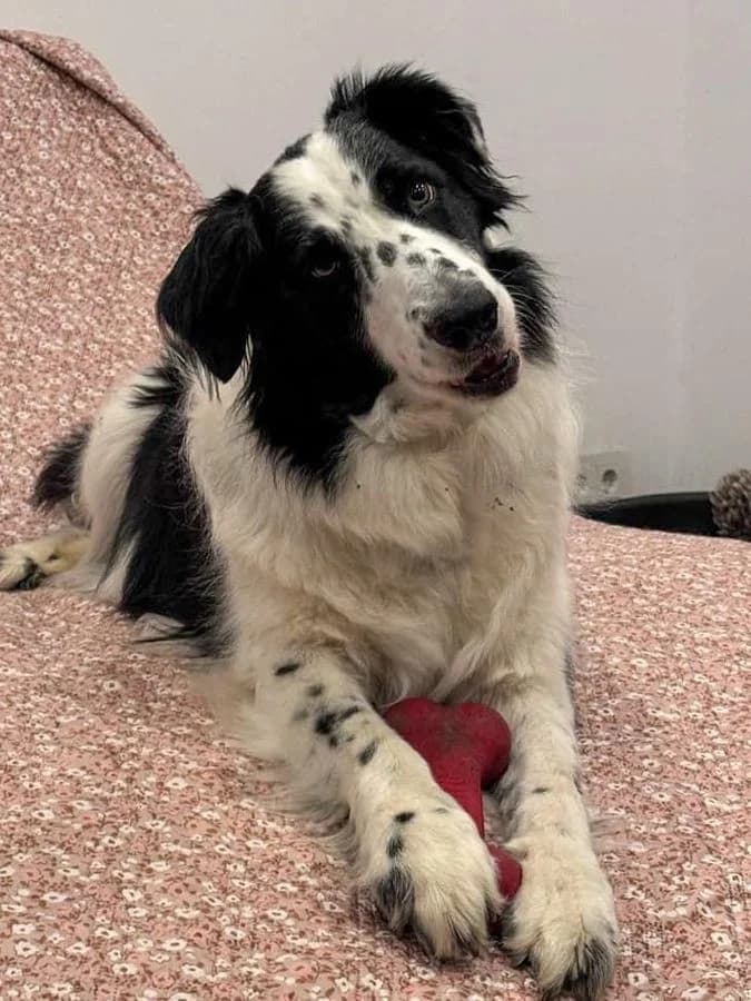 Rufus, male 6yo Mixed Breed for adoption at Tiere in Not Solingen