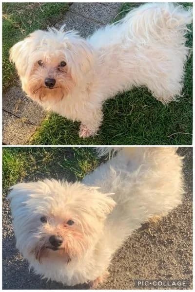 Wuschel, male Mixed Breed for adoption at Tiere in Not Solingen