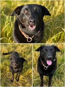 Yuna, female Mixed Breed for adoption at Tiere in Not Solingen