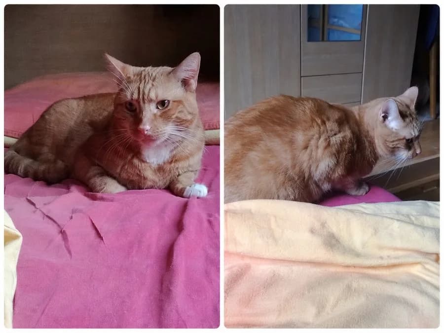 Simba, male Mixed Breed for adoption at Tiere in Not Solingen