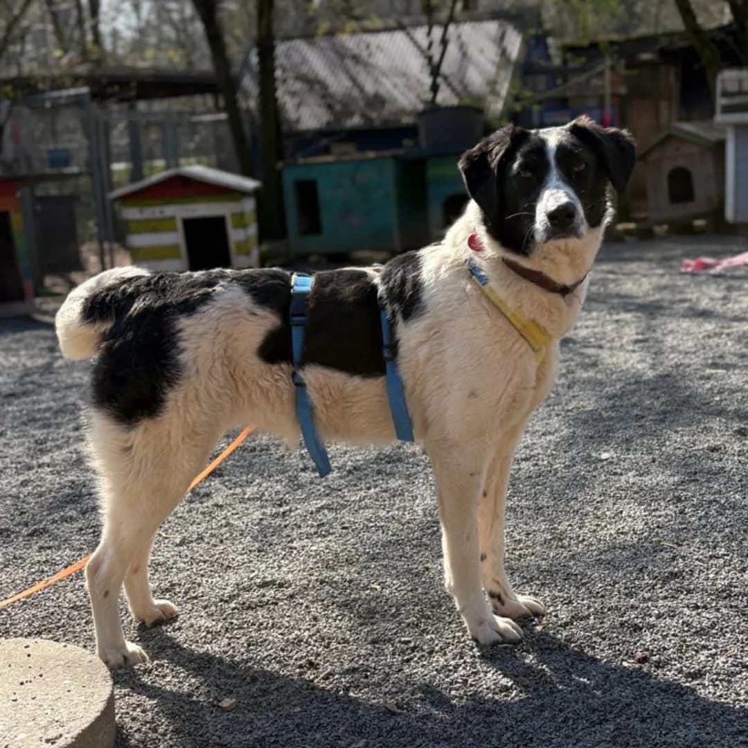 Aliki, w, kastriert, geb. 09-2024, female Mixed Breed for adoption at TiNO — Tiere in Not Odenwald, Erbach