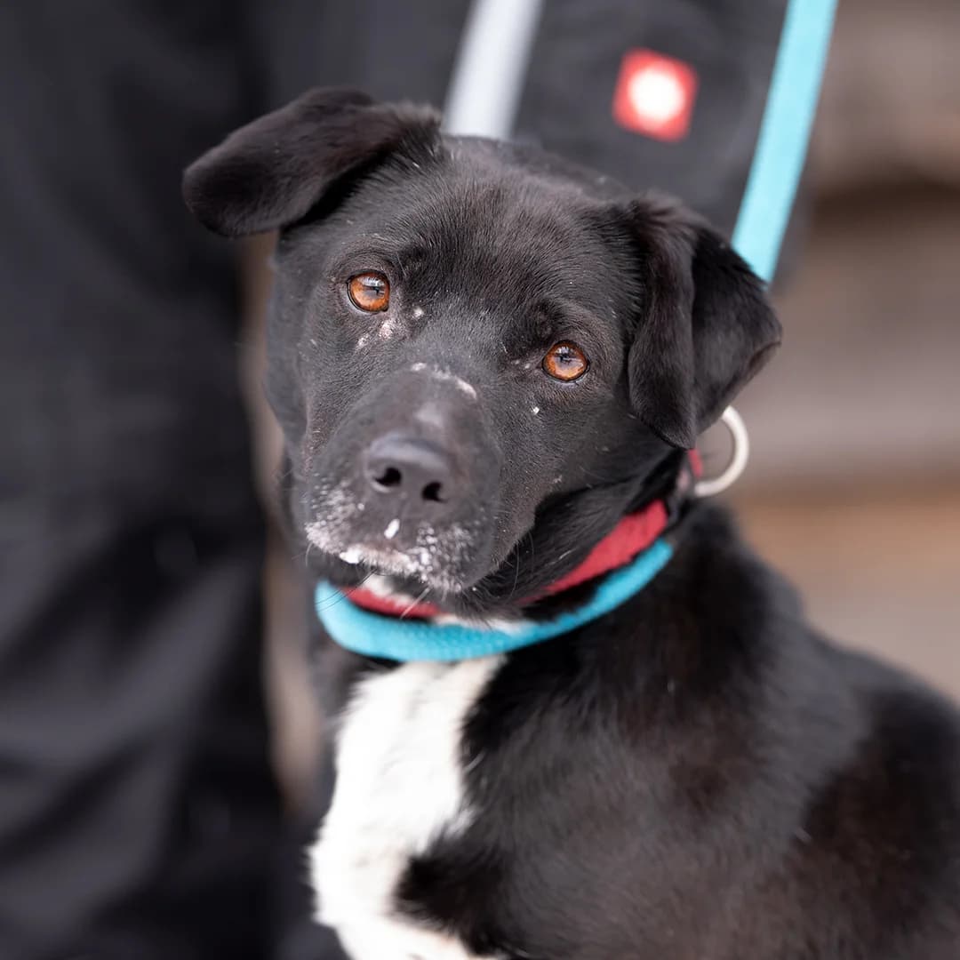 Booth, m, kastriert, geb. 03-2018, male Mixed Breed for adoption at TiNO — Tiere in Not Odenwald, Erbach