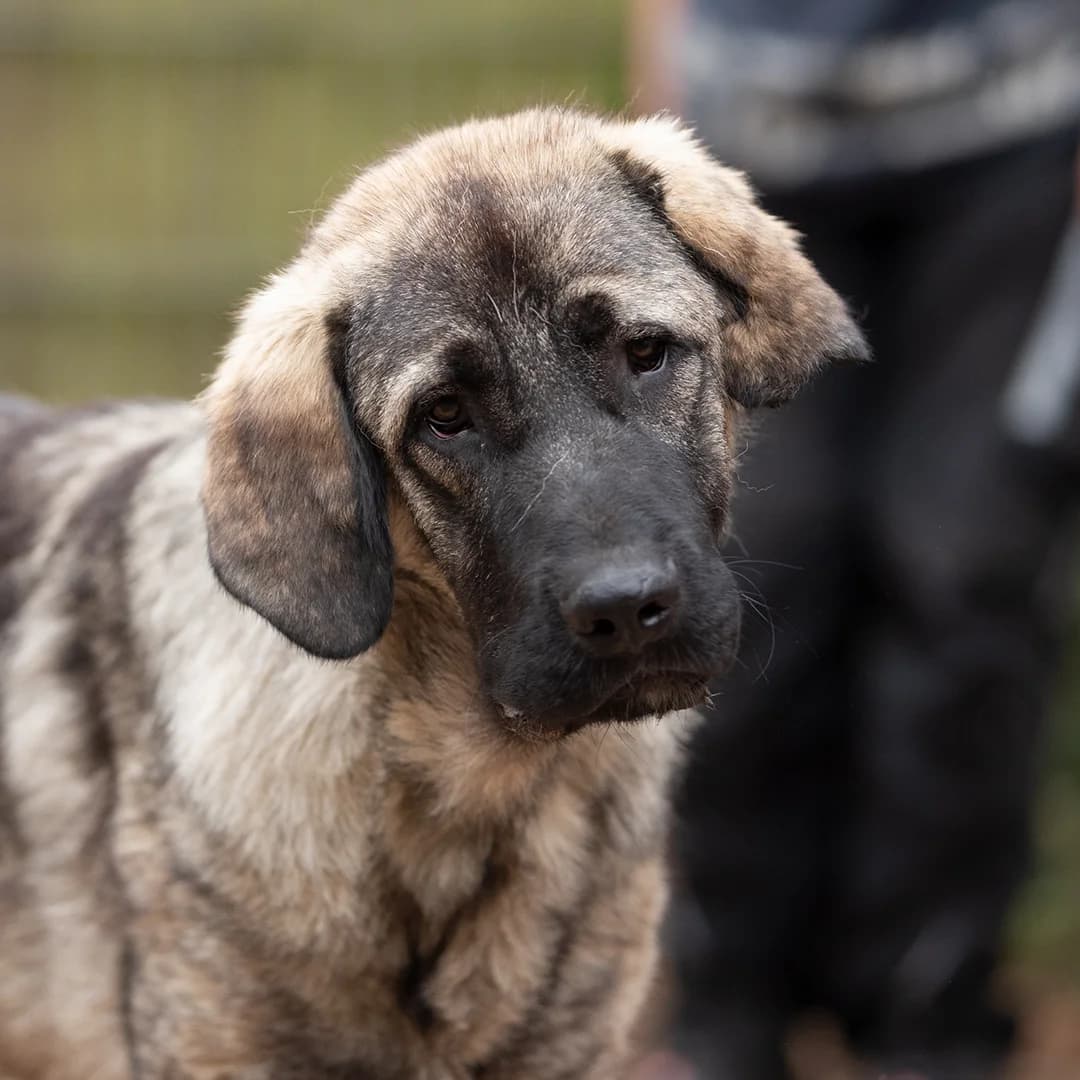 Bruno, m, kastriert, geb. 10-2023,  Mixed Breed for adoption at TiNO — Tiere in Not Odenwald, Erbach
