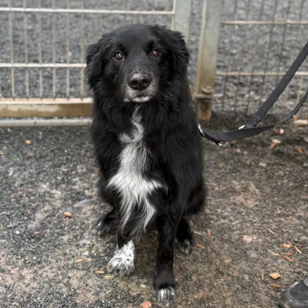 Buddy, m, nicht kastriert, geb. 09-2018,  Mixed Breed for adoption at TiNO — Tiere in Not Odenwald, Erbach