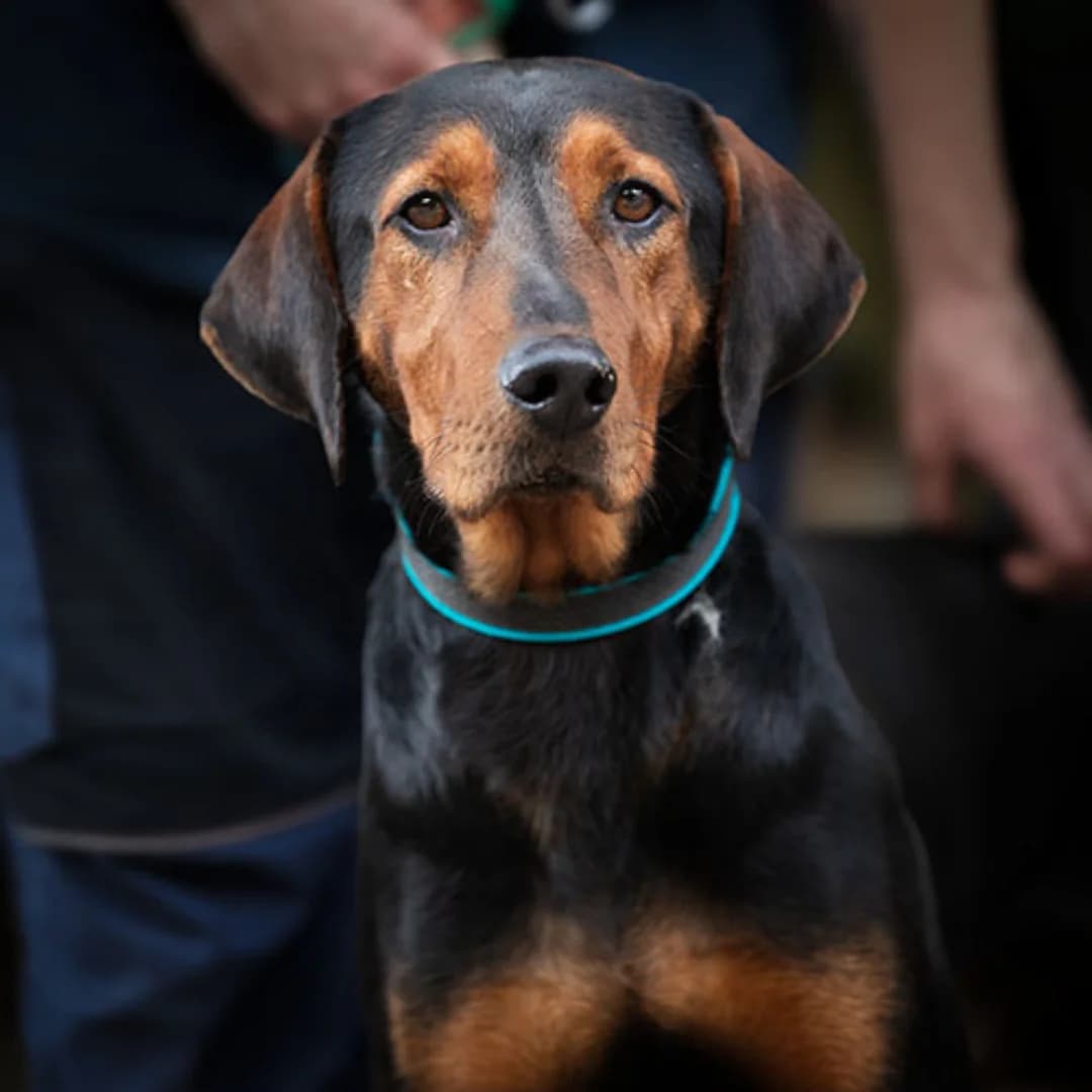 Chester, m, kastriert, geb. 05-2021, male Mixed Breed for adoption at TiNO — Tiere in Not Odenwald, Erbach
