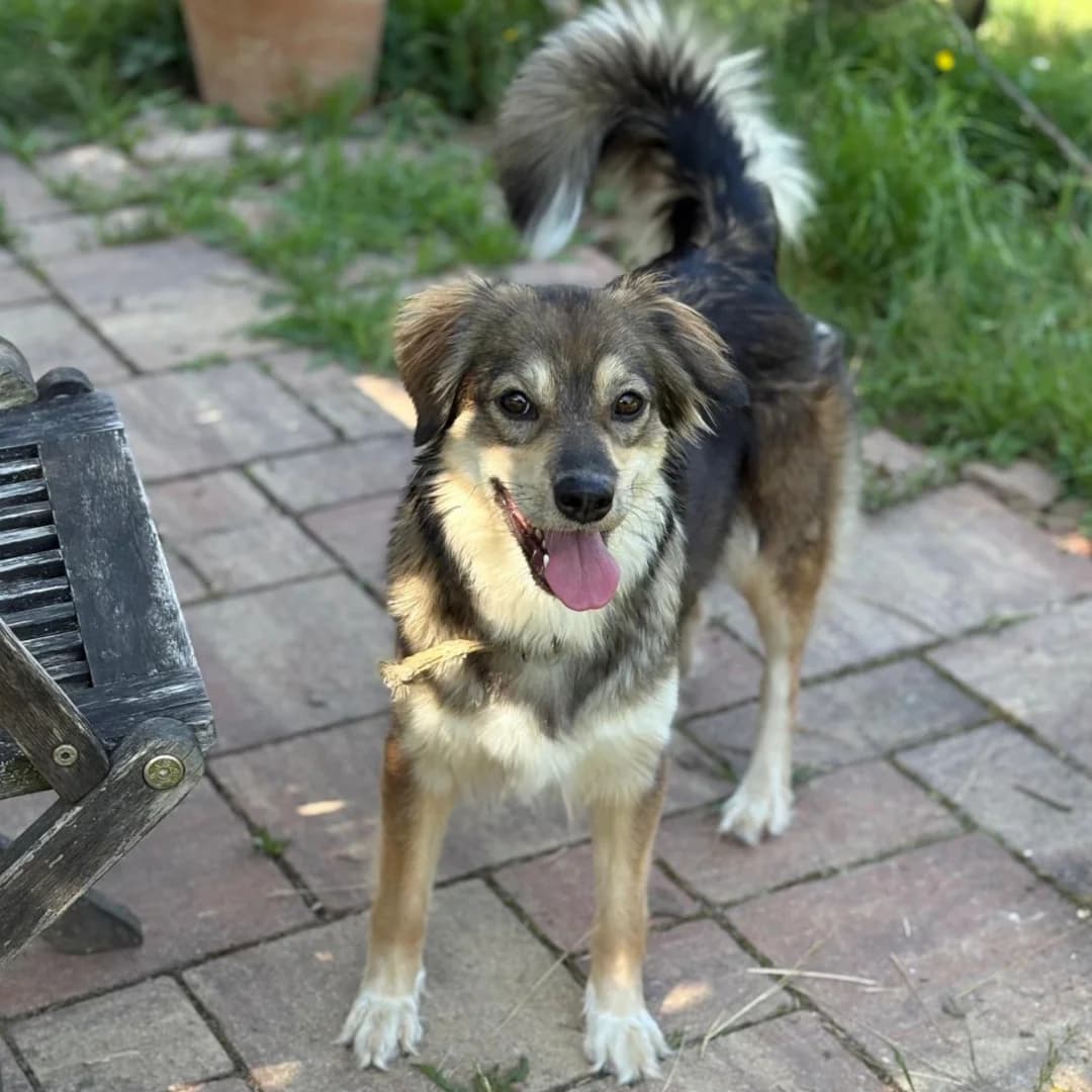 Cinnamon, w, nicht kastriert, geb. 04-2024, Mixed Breed (TiNO — Tiere in Not Odenwald)