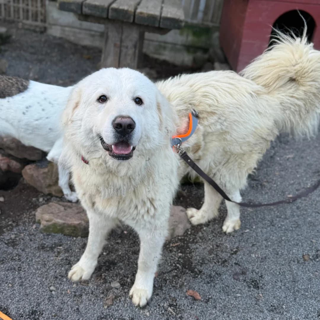 Ciuffo, m, nicht kastriert, geb. 09-2024, male Mixed Breed for adoption at TiNO — Tiere in Not Odenwald, Erbach