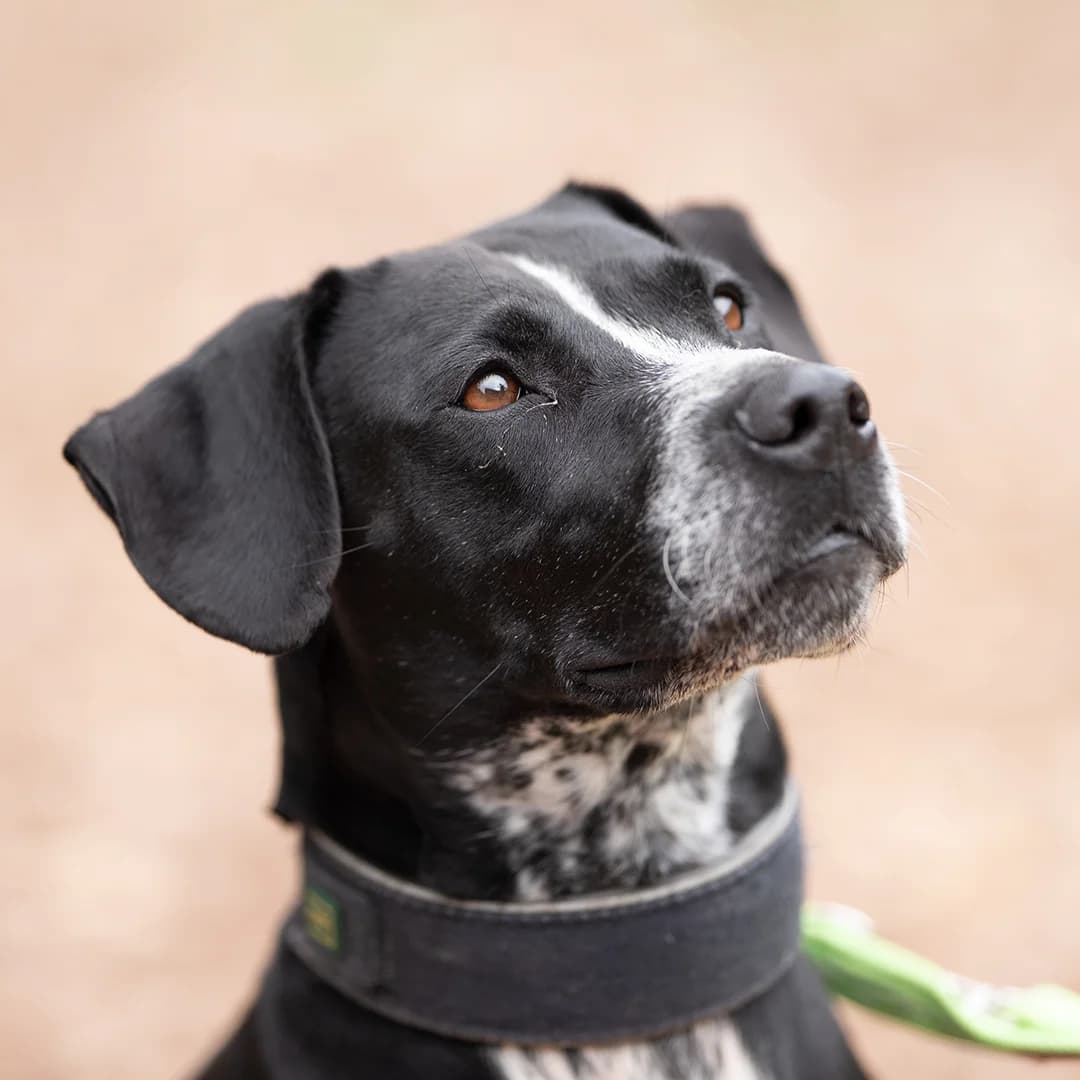 Dana, w, kastriert, geb. 04-2016, female Mixed Breed for adoption at TiNO — Tiere in Not Odenwald, Erbach