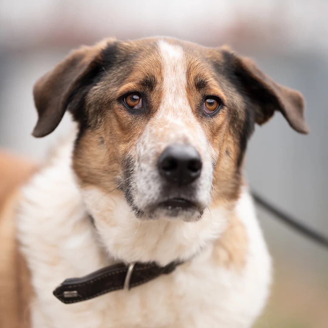 Django, szürke-fehér male Mixed Breed for adoption at Dunaújváros Ebrendészeti Telep, Dunaújváros