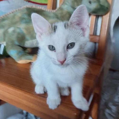 Dot, m, Wohnungshaltung oder Freigang, geb. 04-2026, female puppy Mixed Breed for adoption at TiNO — Tiere in Not Odenwald, Erbach