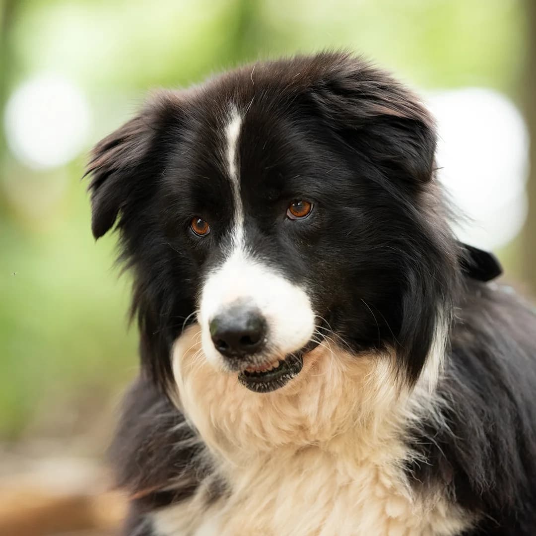 Ektarina, w, kastriert, geb. 06-2015, male Mixed Breed for adoption at TiNO — Tiere in Not Odenwald, Erbach