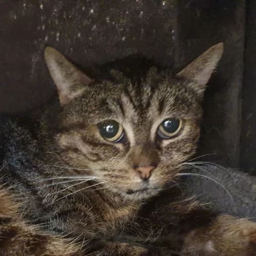Eva, w, Freigang, geb. 01-2019, female Mixed Breed for adoption at TiNO — Tiere in Not Odenwald, Erbach