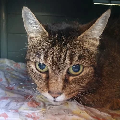 Frau Mayer, w, Wohnungshaltung, geb. 08-2010, Mixed Breed (TiNO — Tiere in Not Odenwald)