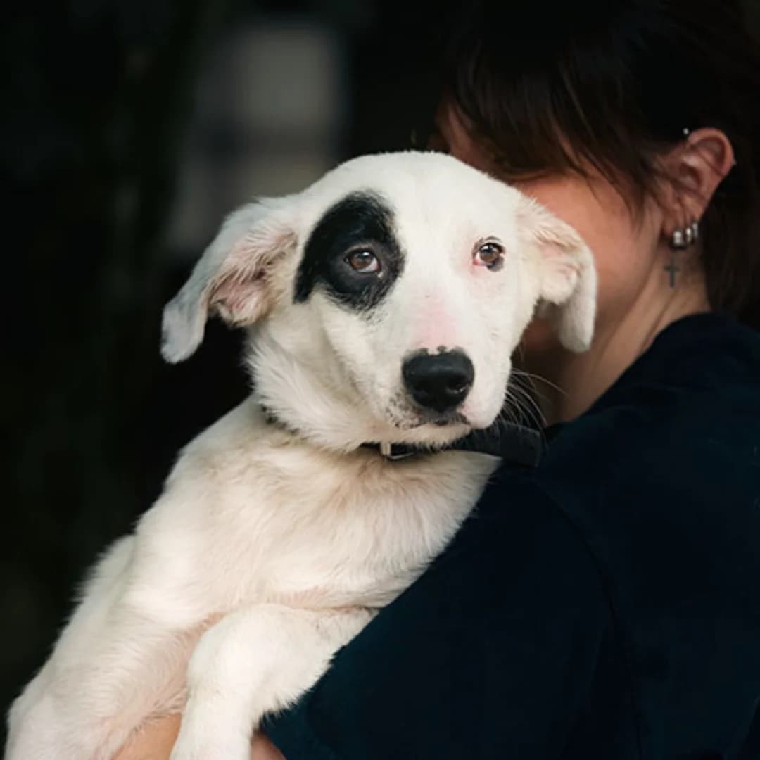 Freia, w, nicht kastriert, geb. 10-2024, female Mixed Breed for adoption at TiNO — Tiere in Not Odenwald, Erbach
