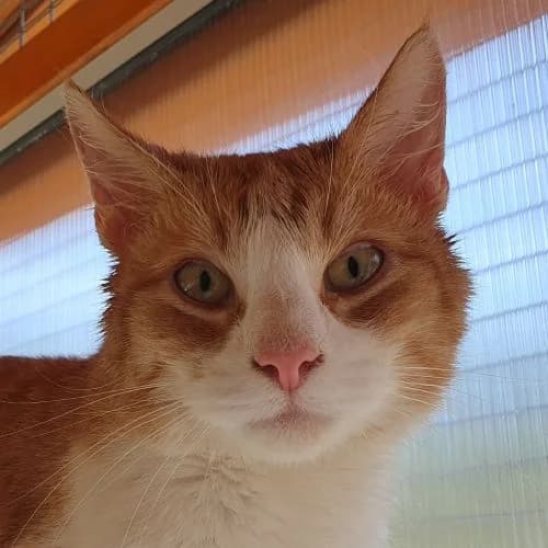 Gangolf, m, Freigang, geb, female Mixed Breed for adoption at TiNO — Tiere in Not Odenwald, Erbach