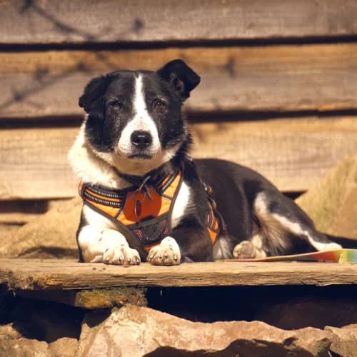 Hakim, m, kastriert, geb. 08-2015, male Mixed Breed for adoption at TiNO — Tiere in Not Odenwald, Erbach