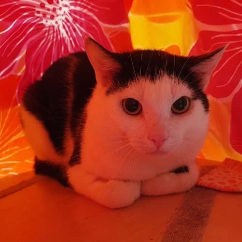 Hanoi, m, Wohnungshaltung oder Freigang, geb. 01-2020, female Mixed Breed for adoption at TiNO — Tiere in Not Odenwald, Erbach