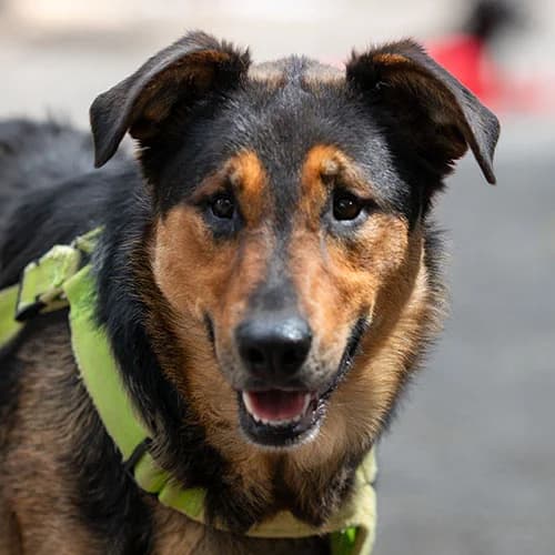 Helga, w, kastriert, geb. 03-2022, male Mixed Breed for adoption at TiNO — Tiere in Not Odenwald, Erbach