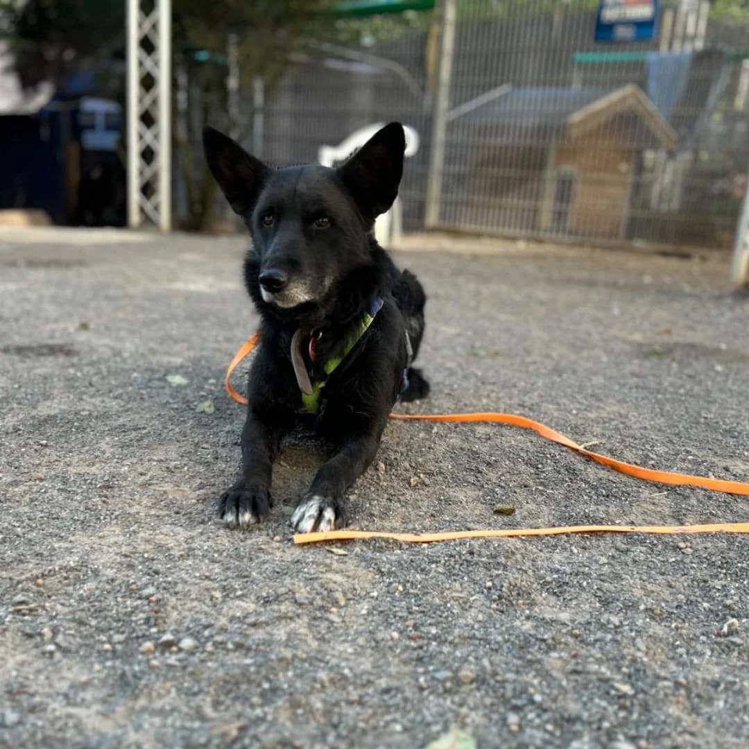 Ingri, w, kastriert, geb. 07-2014,  Mixed Breed for adoption at TiNO — Tiere in Not Odenwald, Erbach
