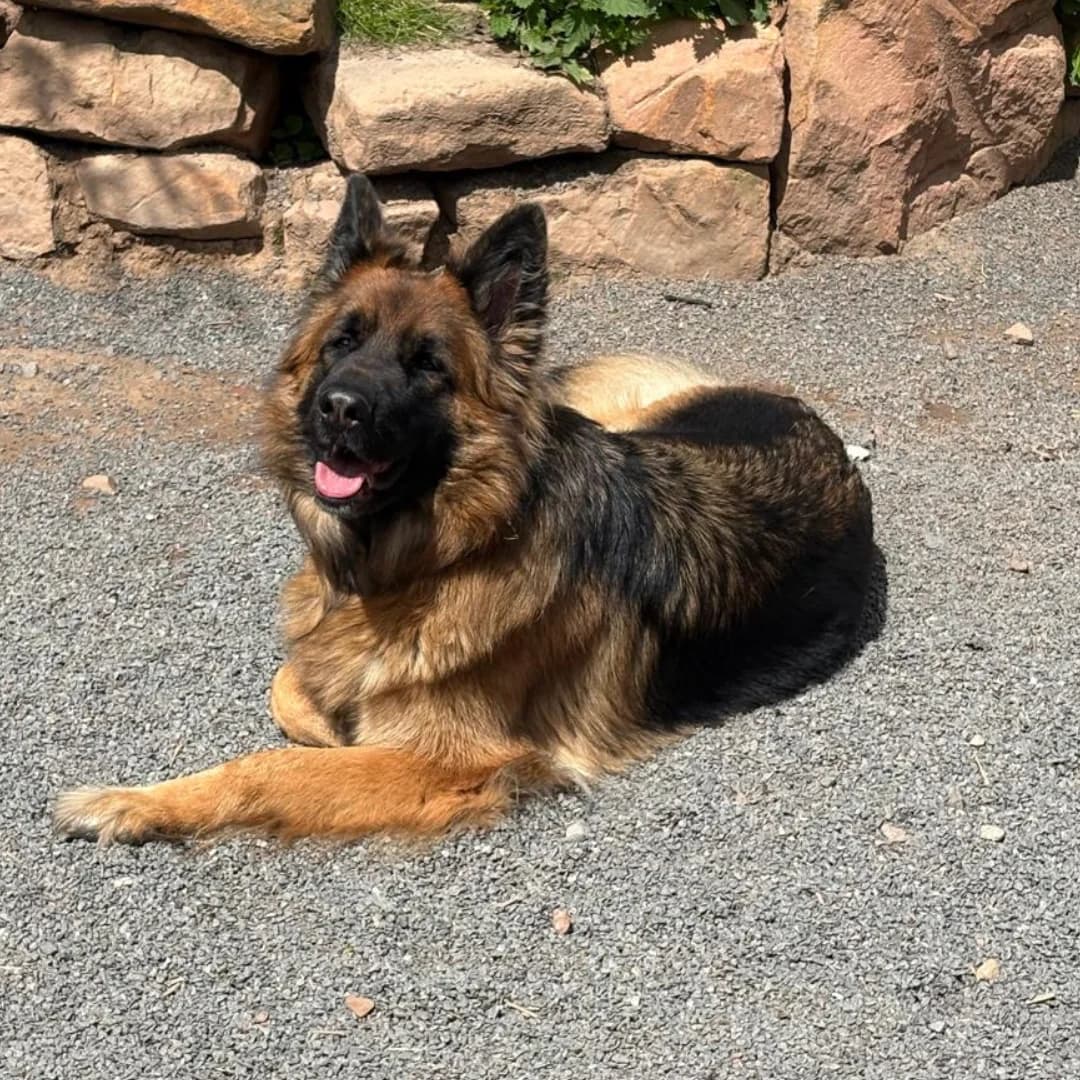 Kate, w, nicht kastriert, geb. 10-2023, female Mixed Breed for adoption at TiNO — Tiere in Not Odenwald, Erbach