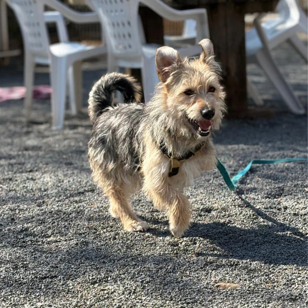 Keko, m, kastriert, geb. 03-2024,  Mixed Breed for adoption at TiNO — Tiere in Not Odenwald, Erbach