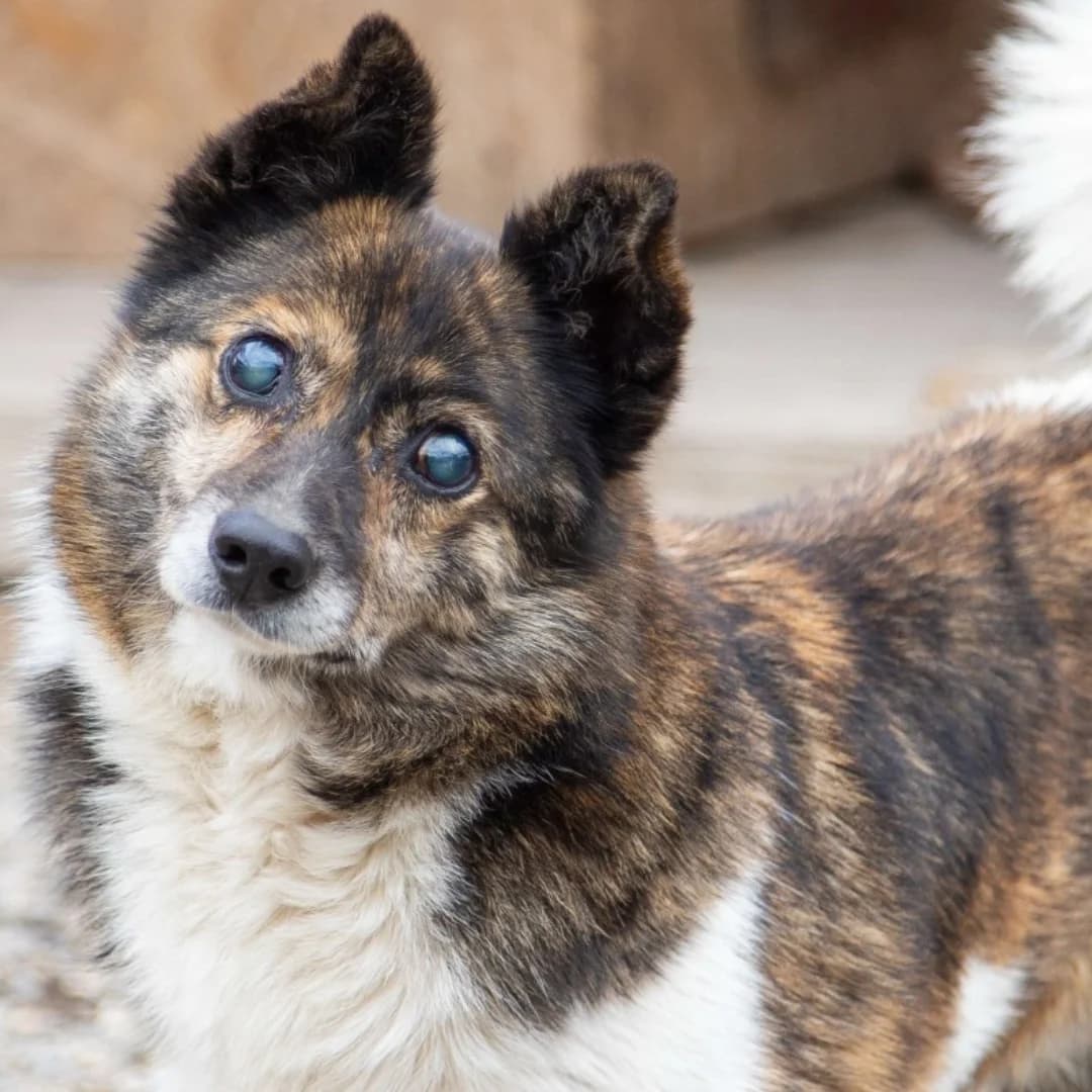 Knob, m, kastriert, geb. 01-2014,  Mixed Breed for adoption at TiNO — Tiere in Not Odenwald, Erbach