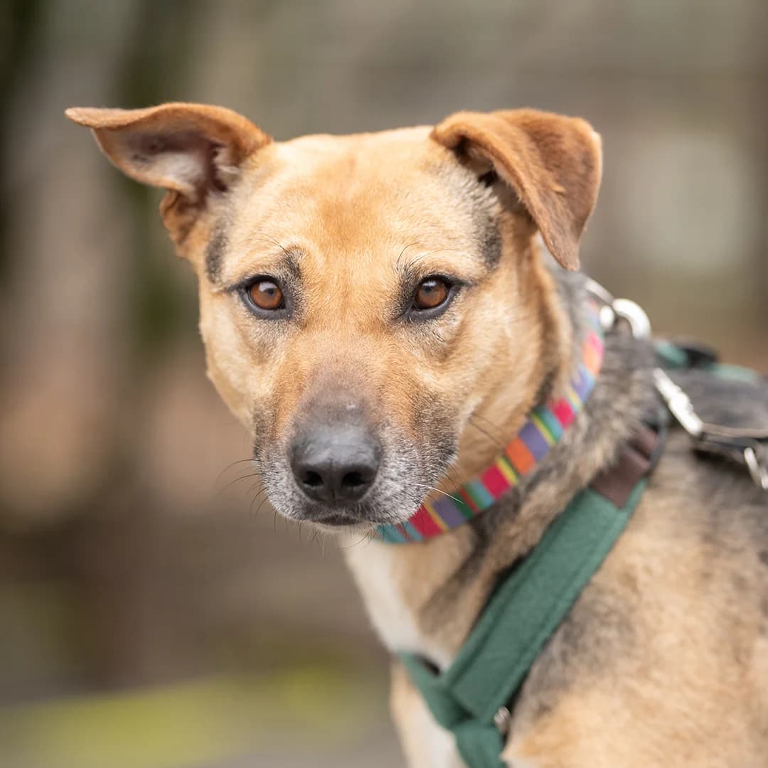 Lisali, w, kastriert, geb. 01-2019,  Mixed Breed for adoption at TiNO — Tiere in Not Odenwald, Erbach