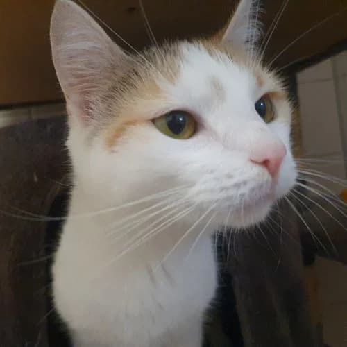 Lisa, w, Wohnungshaltung oder Freigang, geb. 09-2021, female Mixed Breed for adoption at TiNO — Tiere in Not Odenwald, Erbach