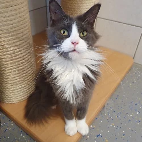 Lissabon, w, Wohnungshaltung, geb. 01-2018, female Mixed Breed for adoption at TiNO — Tiere in Not Odenwald, Erbach