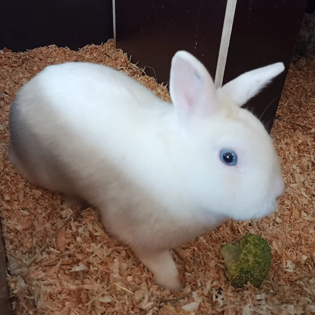Lucille, w, nicht kastriert, geb. 01-2023,  Mixed Breed for adoption at TiNO — Tiere in Not Odenwald, Erbach