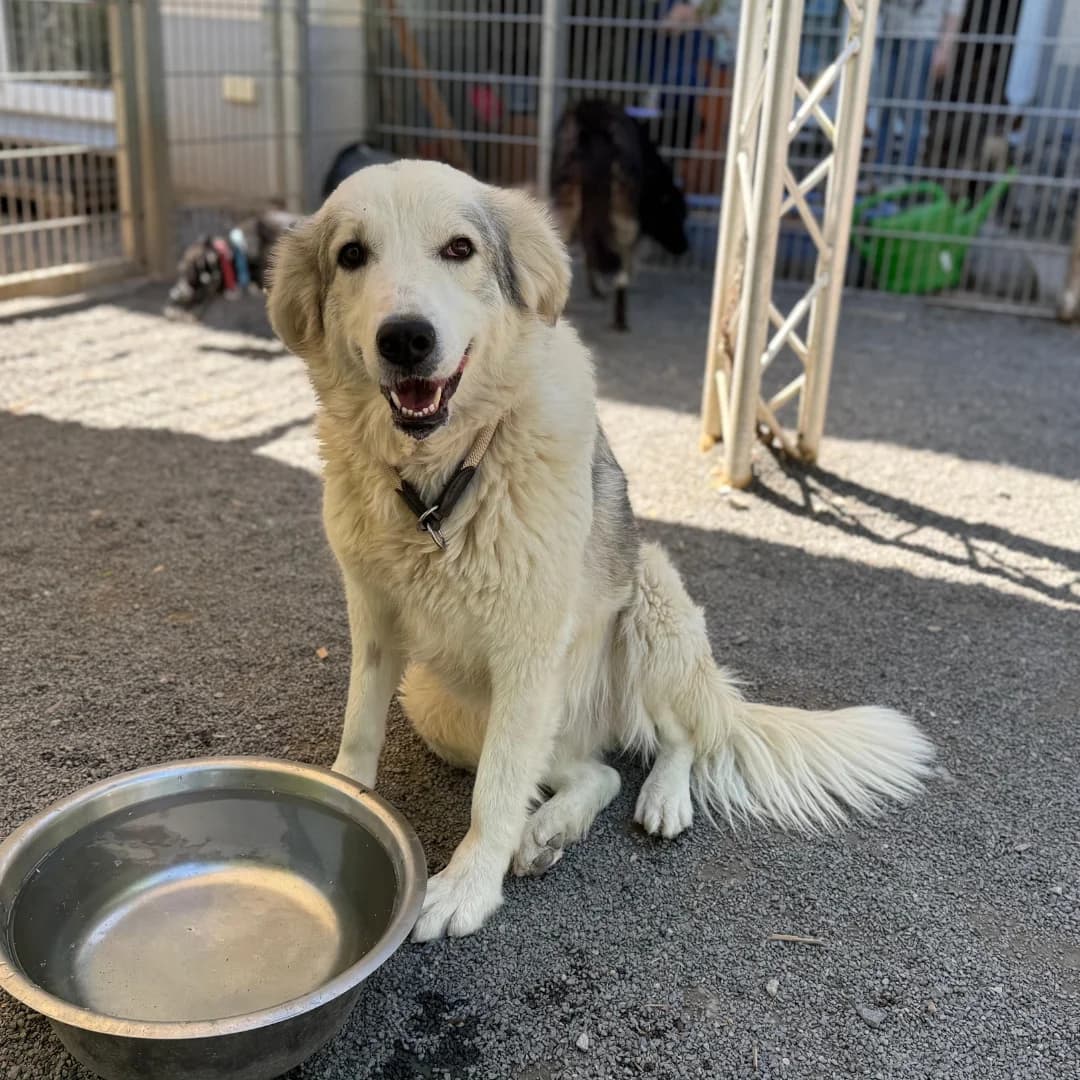Luschka, w, kastriert, geb. 02-2024, female Mixed Breed for adoption at TiNO — Tiere in Not Odenwald, Erbach