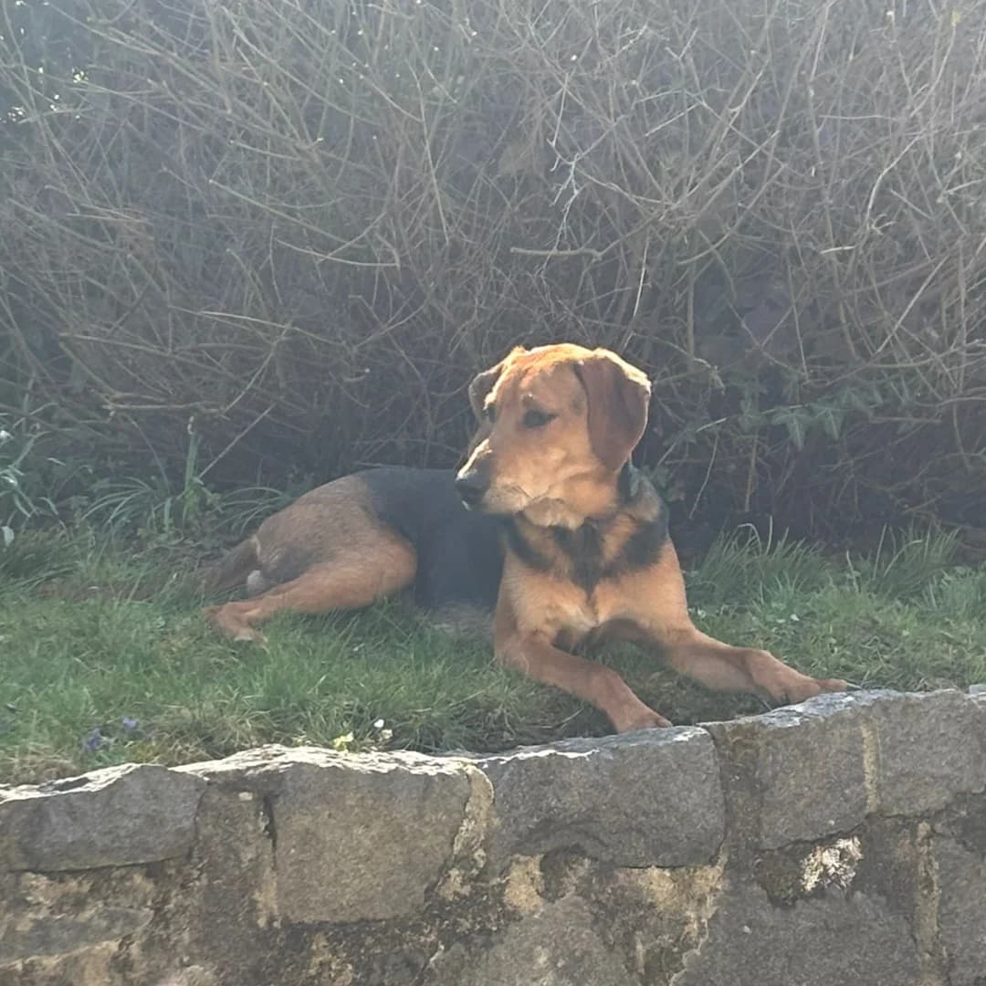 Maxi, m, nicht kastriert, geb. 07-2025,  Mixed Breed for adoption at TiNO — Tiere in Not Odenwald, Erbach
