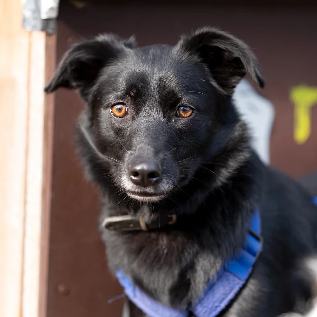 Melli, w, kastriert, geb. 12-2022, male Mixed Breed for adoption at TiNO — Tiere in Not Odenwald, Erbach