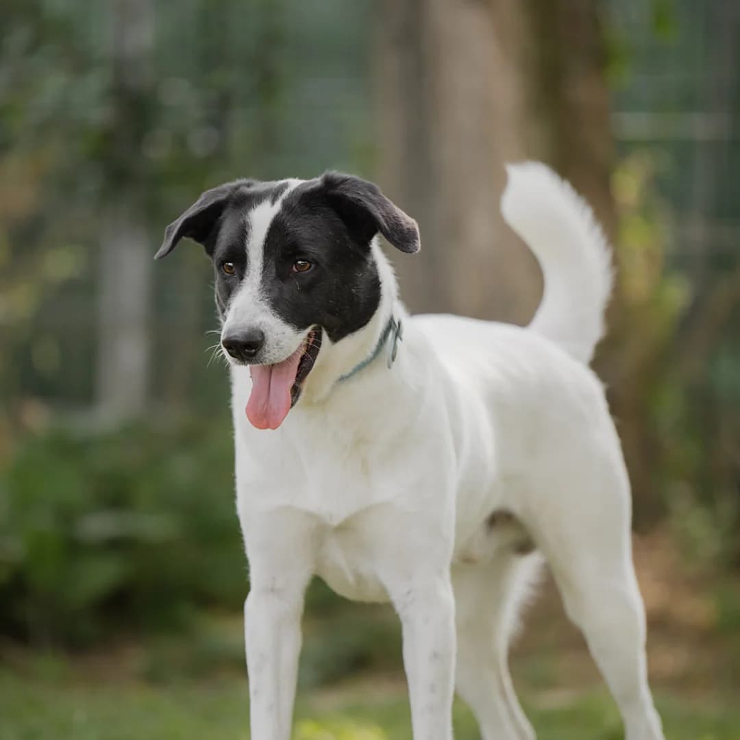 Mickey, m, kastriert, geb. 11-2023, male Mixed Breed for adoption at TiNO — Tiere in Not Odenwald, Erbach